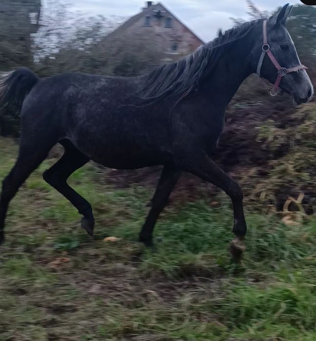 Piękny wałach o metalicznej maści