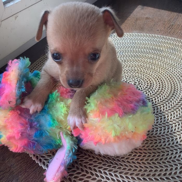 Бронирование  Той  -  терьеров…