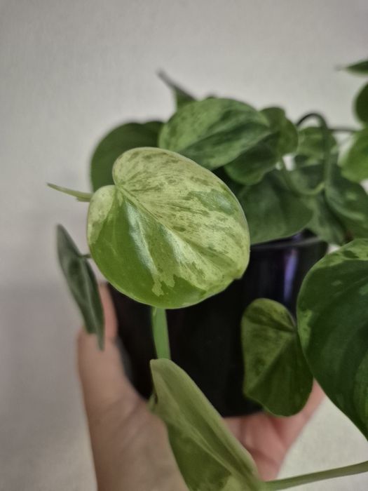 Philodendron Hederaceum Variegata