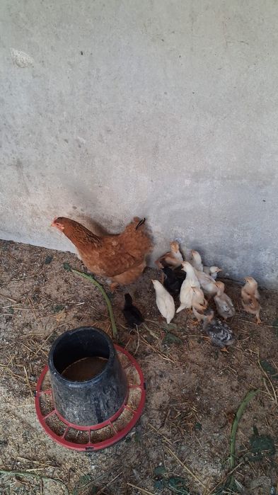 Galinha  com 16 Pintainhos