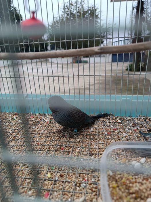 Blackface e Portadores