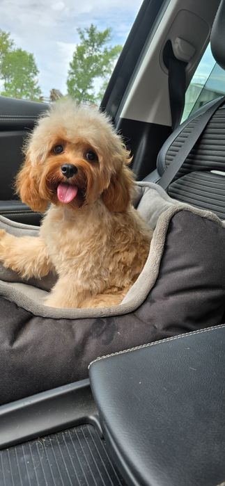 Cavapoo/ dziewczynka