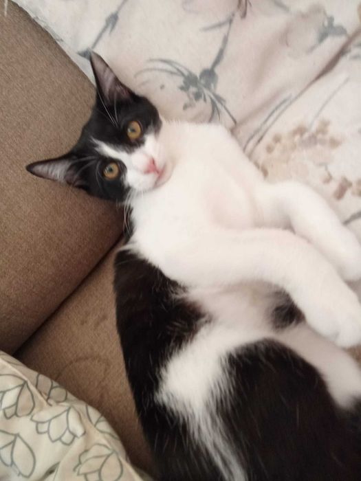 Gato macho carinhoso