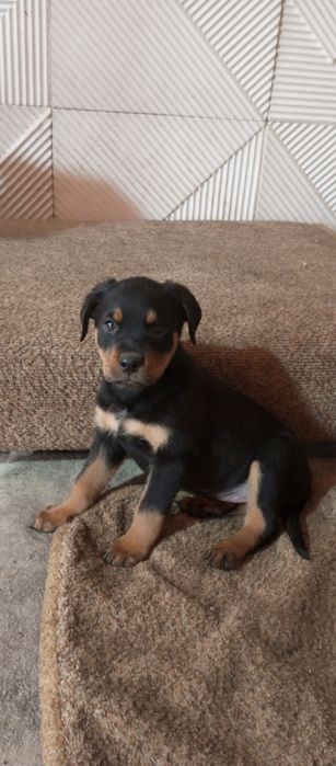 Щенки Ротвейлера