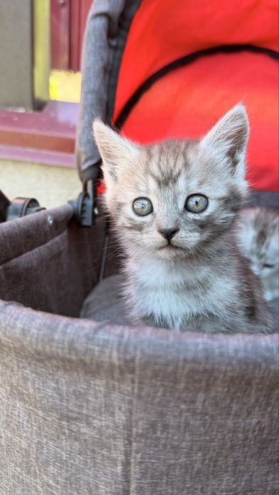 Відамо котиків у добрі руки