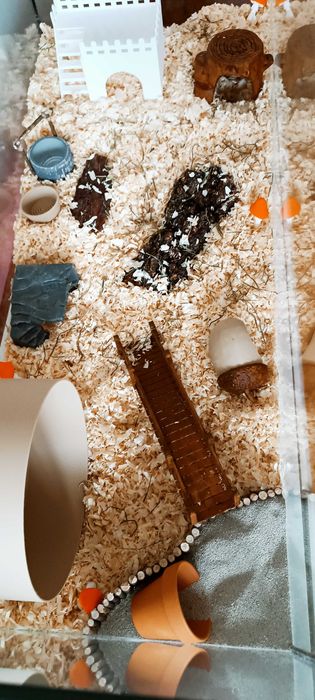 Klatka dla chomika – DUŻE akwarium 80×35×40 cm | naturalne | NOWE