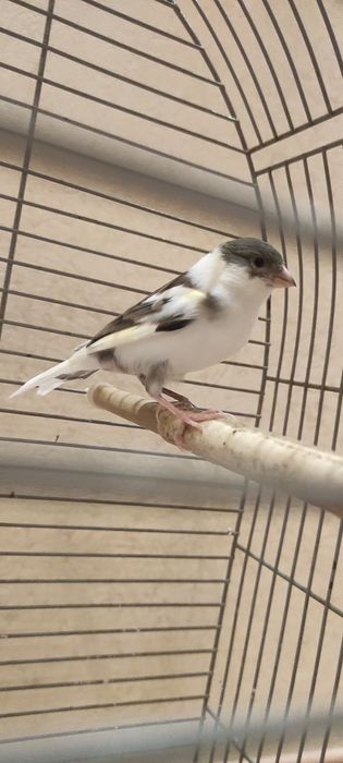 Клетка для канареек