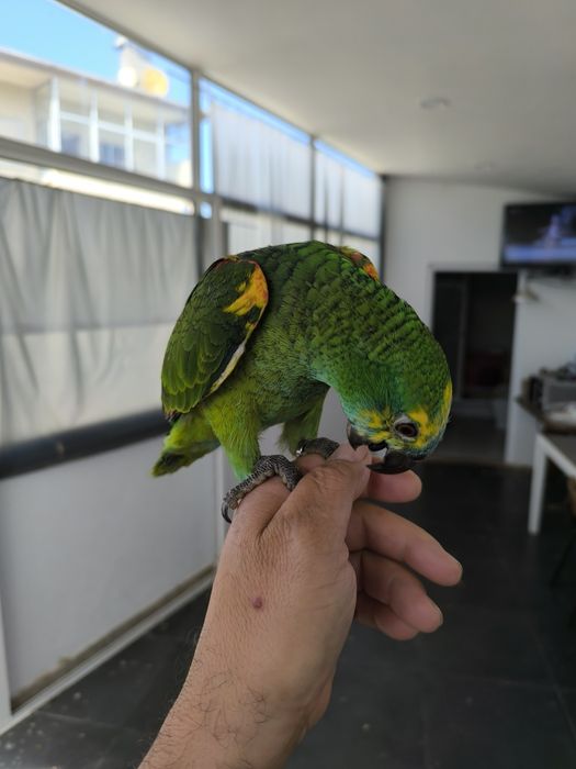 Papagaio Amazona aestiva