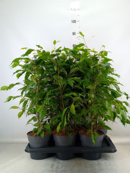 Кімнаті Рослини Вазони оптом