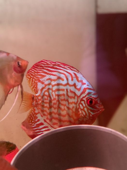 Vendo red turquoise discus