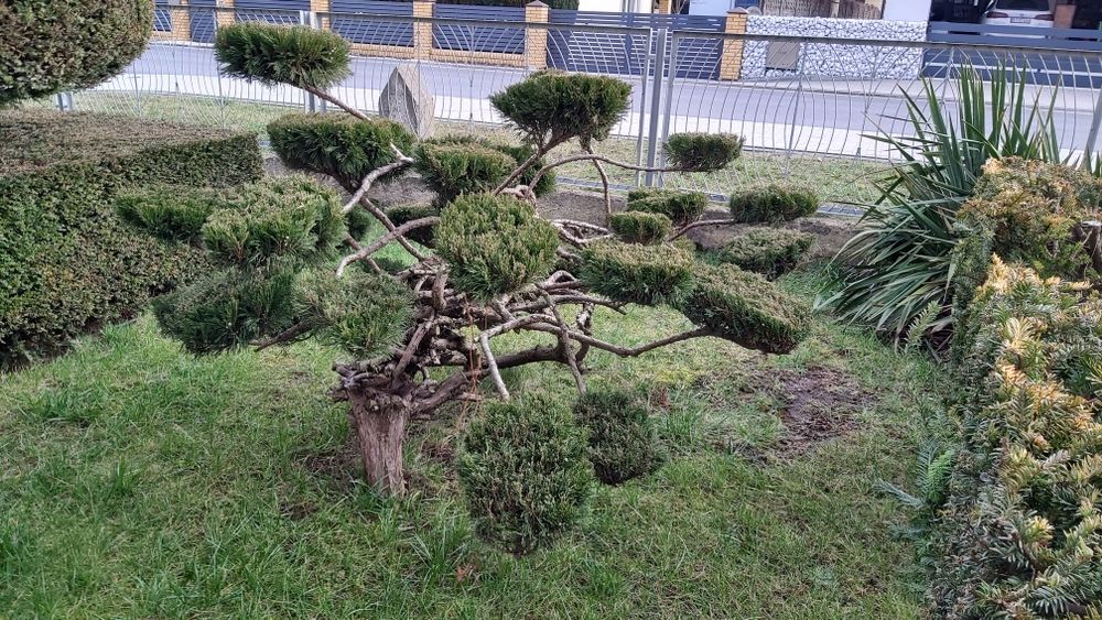 Iglak formowany na bonsai