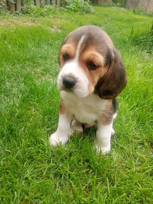 Piękny szczeniak Beagle