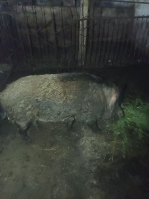 Свині вислобрюхі схрещені з дикими