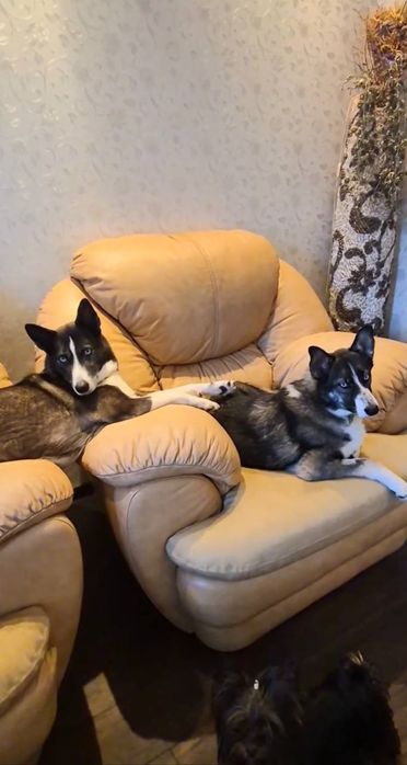 Собака , безкоштовна,  прилаштування