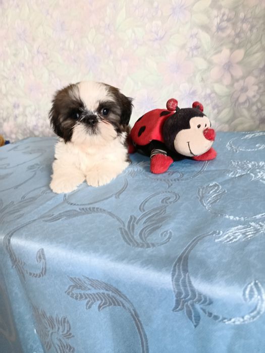 Продаются щенки ши тцу