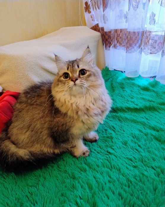 Довгошерста красуня чорне тикироване золото