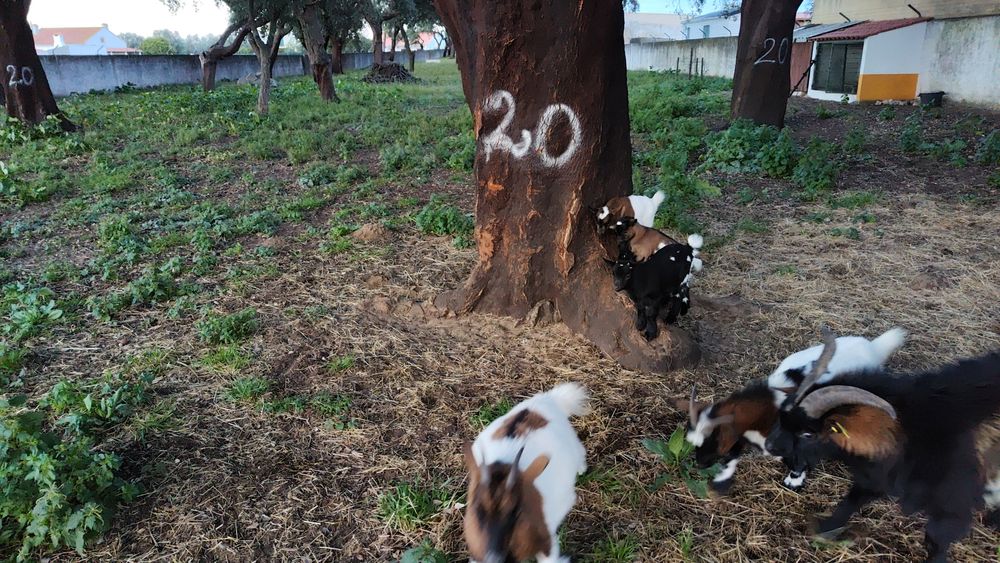 Mini cabrinhas anãs