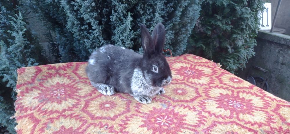 Кролики породи Велике Світле Срібло