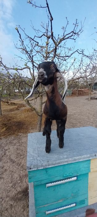 Англо-нубійський цап