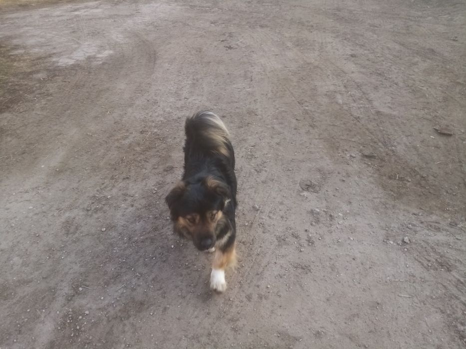 Oddam w dobre ręce psa