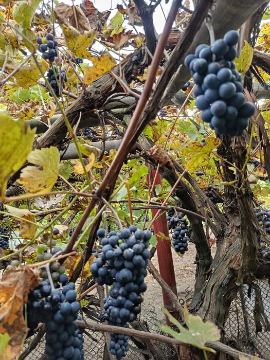 Winogrono ciemne 30 letnie bez oprysku. Dobre na soki i wino.
