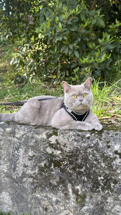 Gato macho boa linhagem