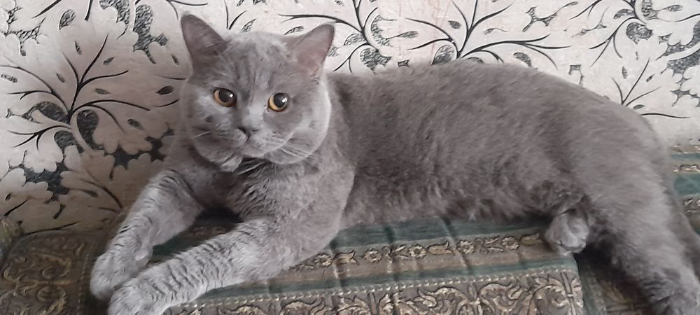 Вязка  кота .Прямоухий шотландец.