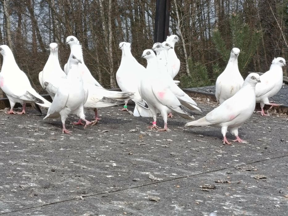 Winery pary parzyste