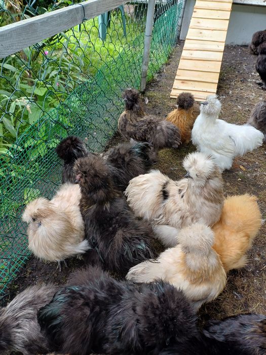 Sprzedam Koguty Silki