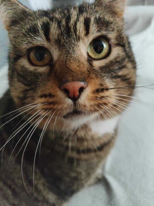 Burasek do adopcji Fiv +