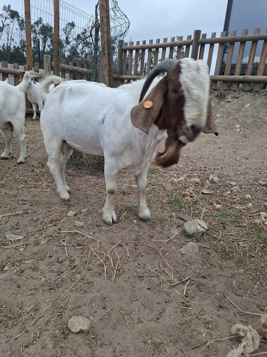 Macho Boer Adulto (com pedigree)