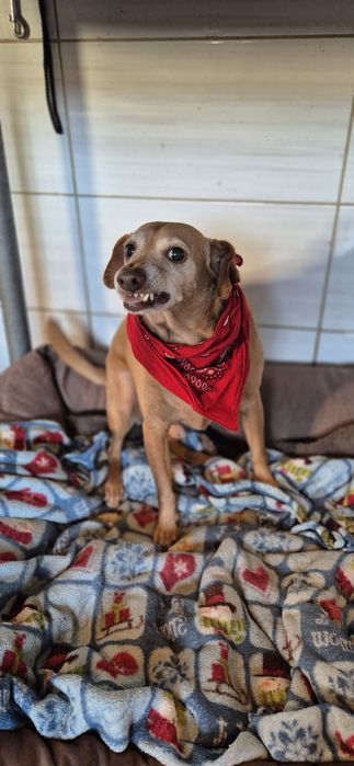 Piesek Około 10 lat