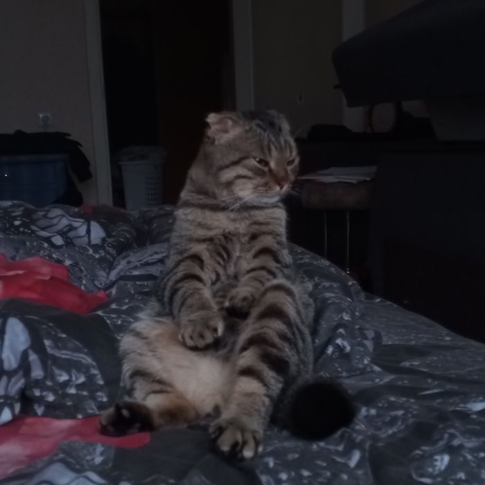 Отдам двух вислоухих котов,за символическую плату