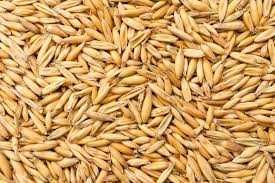 Zboże Pszenica/Owies/Pszenżyto