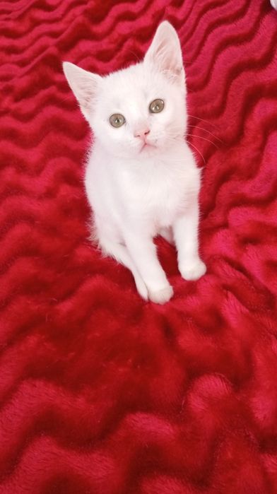 Біленьке кошеня, котик 2 місяці