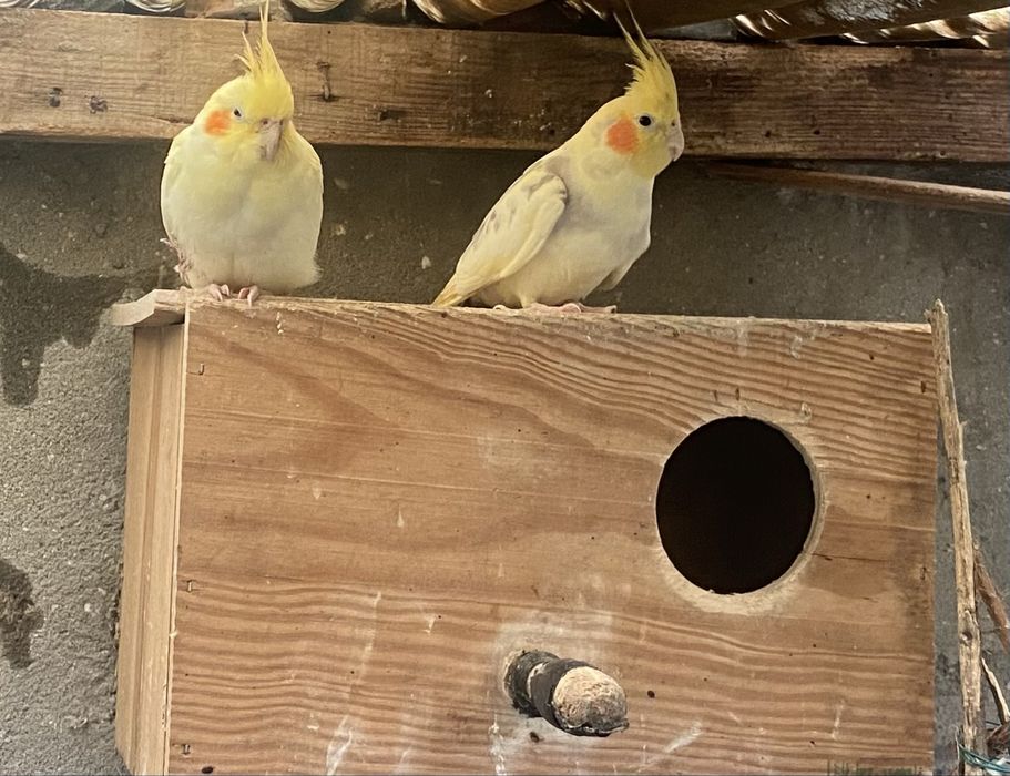 Caturras - vendo casal