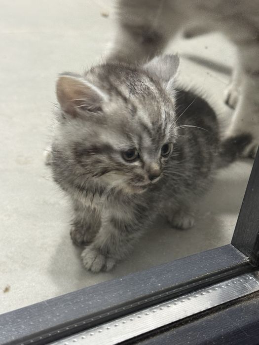 Кошеня британець висловухе