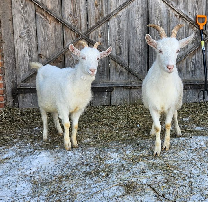 Sprzedam Kozy mleczne