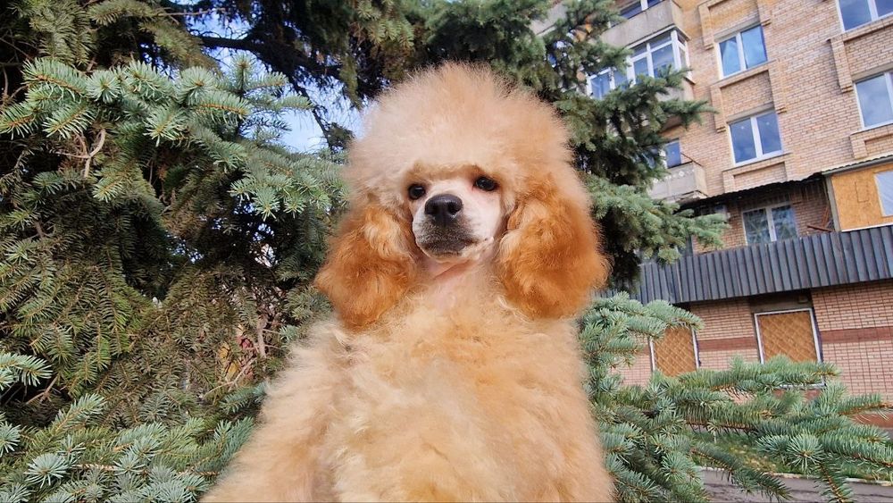 Той пудель мальчики