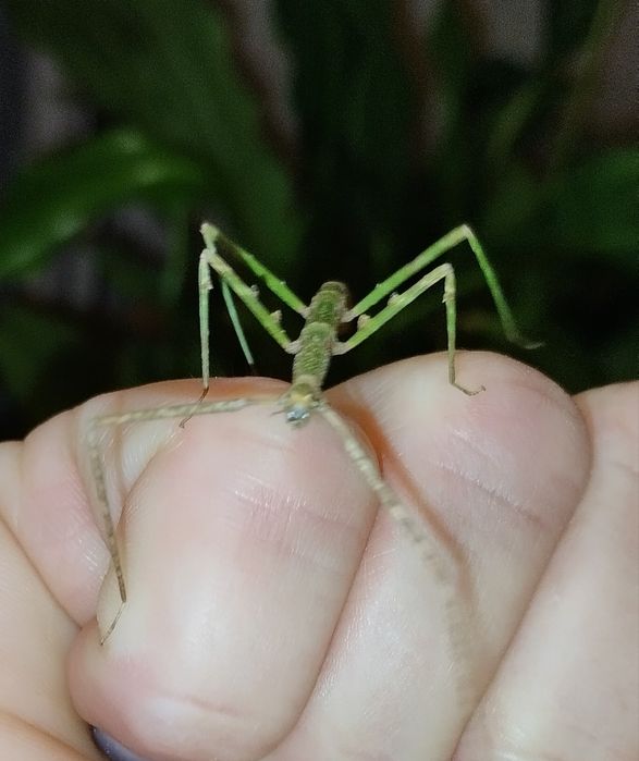 Patyczaki rogate za darmo