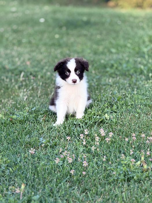 Szczeniaczek  Śliczna Suczka Border Collie Czekoladka