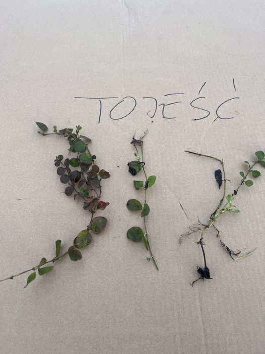 Tojeść roślina wodna.