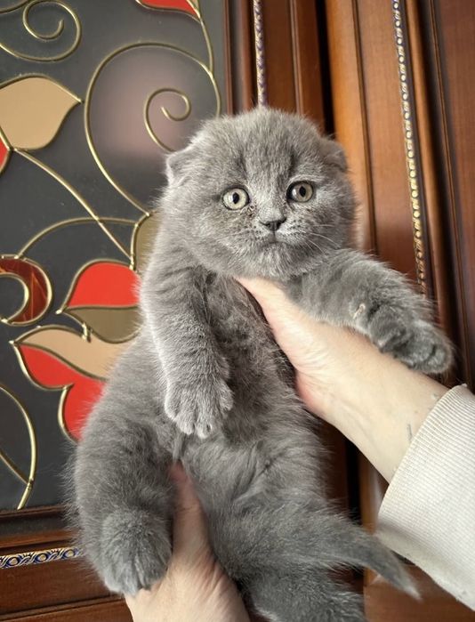 Котёнок. Мальчик с документами!