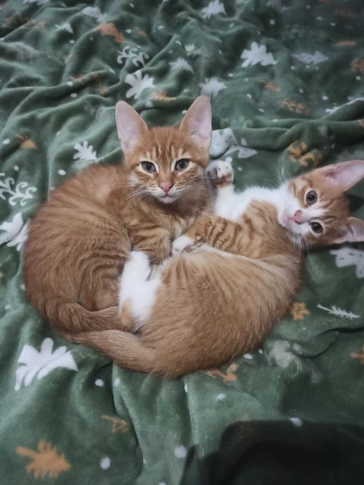 Котята, маленькие солнышки