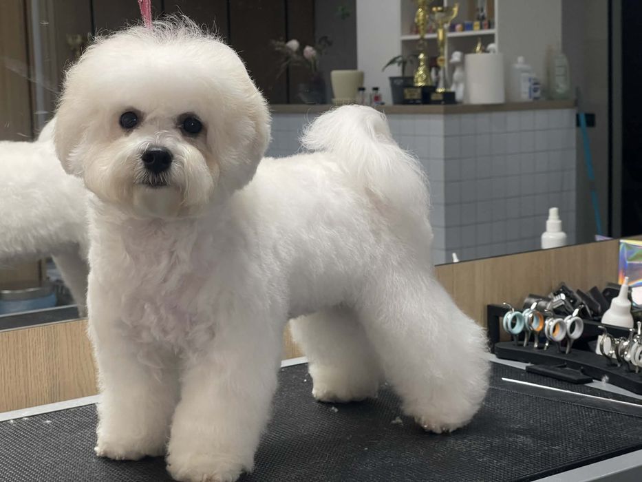 Бішон фрізе цуценята