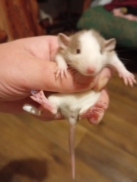 Криси пацюки щури