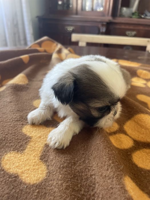 Shi-tzu super top femea excelente