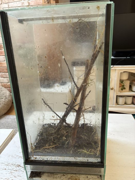 Terarium z patyczakami .