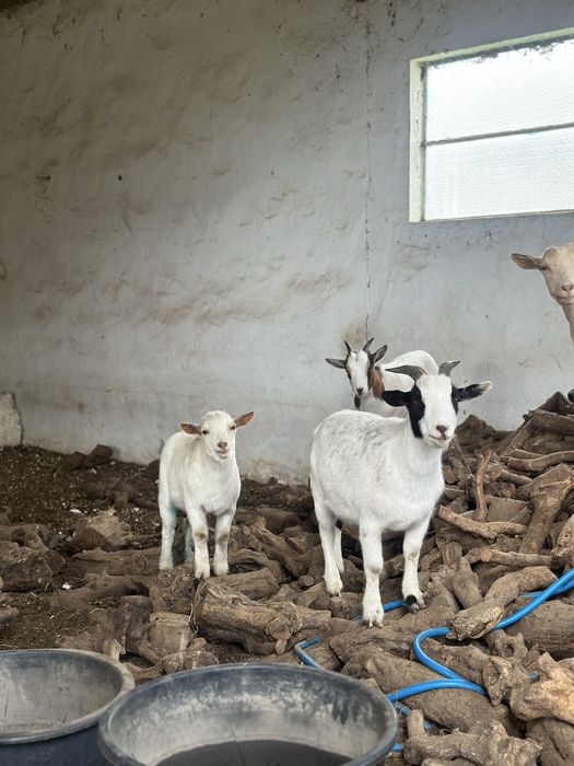 Cabras Anãs (machos/machos castrados/femeas)