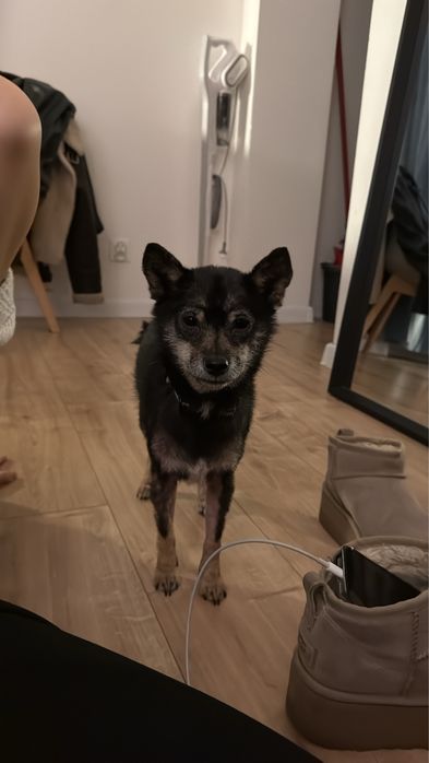 shiba inu szuka domu